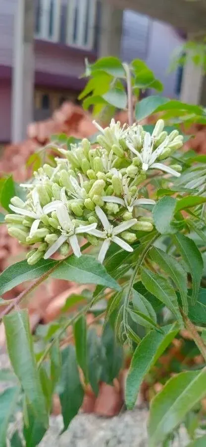 મીઠો લીમડો (Bergera koenigii / Murraya koenigii)
