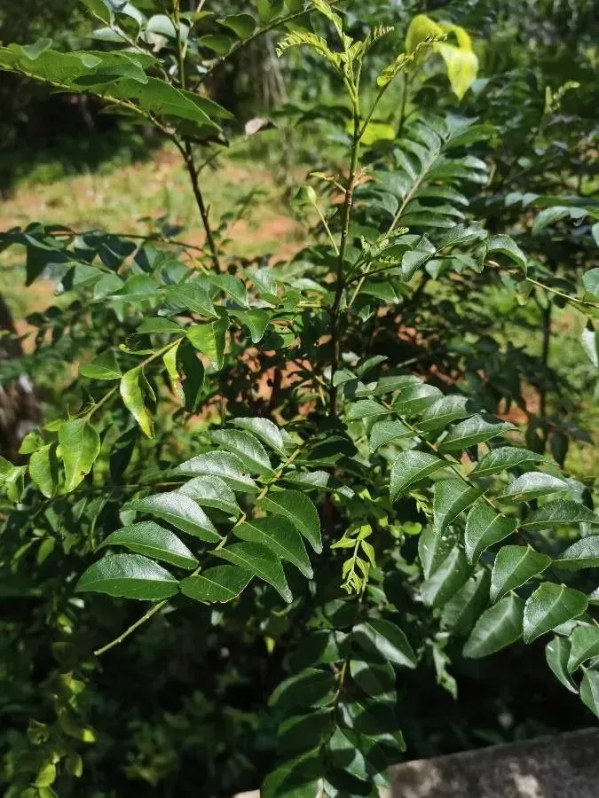 મીઠો લીમડો (Bergera koenigii / Murraya koenigii)