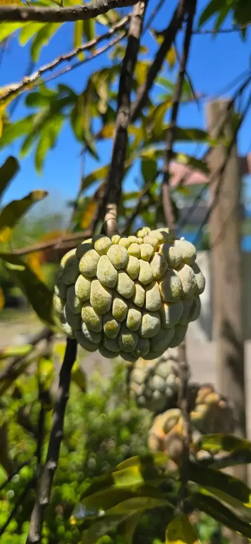 સીતાફળ (Annona squamosa)