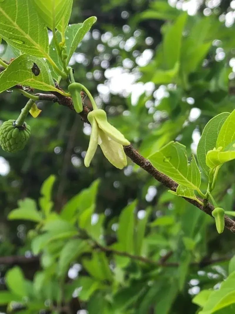 સીતાફળ (Annona squamosa)