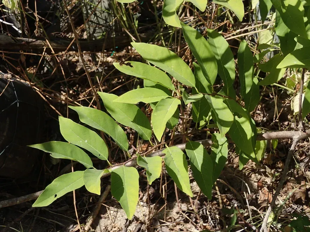 સીતાફળ (Annona squamosa)