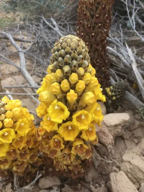 બુબલો (Cistanche tubulosa)