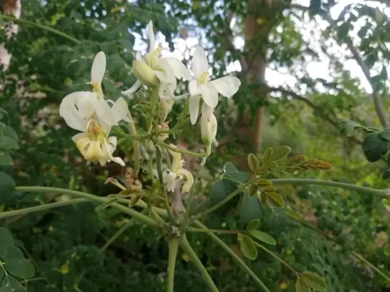 મીઠો સરગવો (Moringa oleifera)