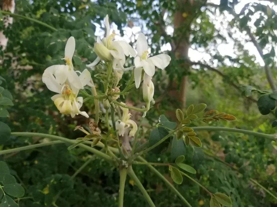 મીઠો સરગવો (Moringa oleifera)