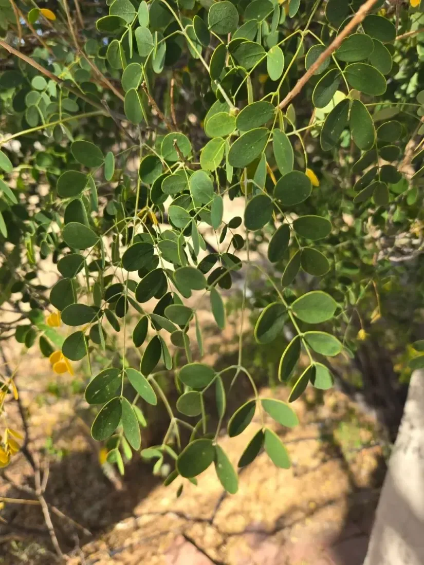 મીઠો સરગવો (Moringa oleifera)
