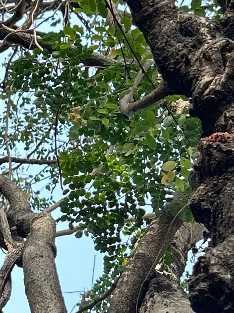 મીઠો સરગવો (Moringa oleifera)