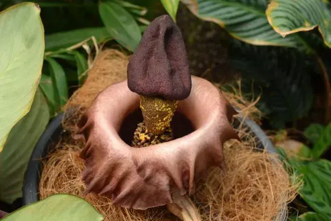 સુરણ (Amorphophallus paeoniifolius)