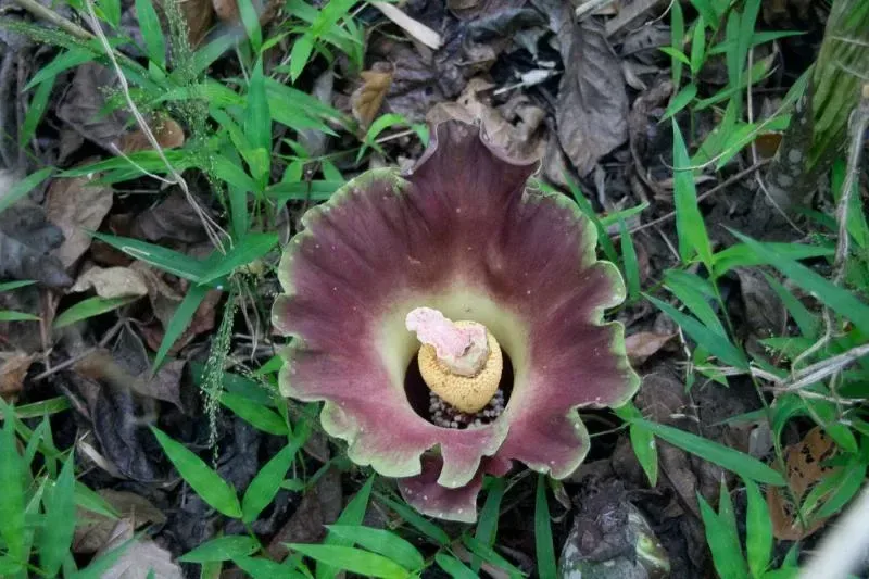 સુરણ (Amorphophallus paeoniifolius)