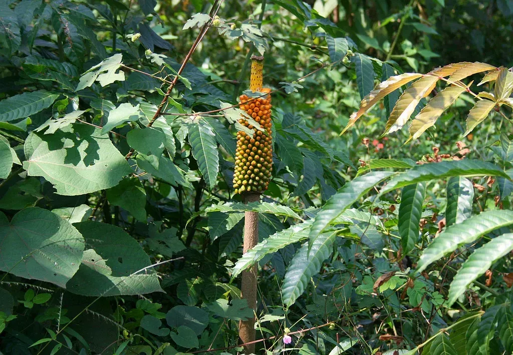 સુરણ (Amorphophallus paeoniifolius)