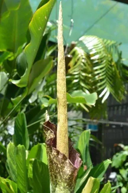 સુરણ (Amorphophallus paeoniifolius)