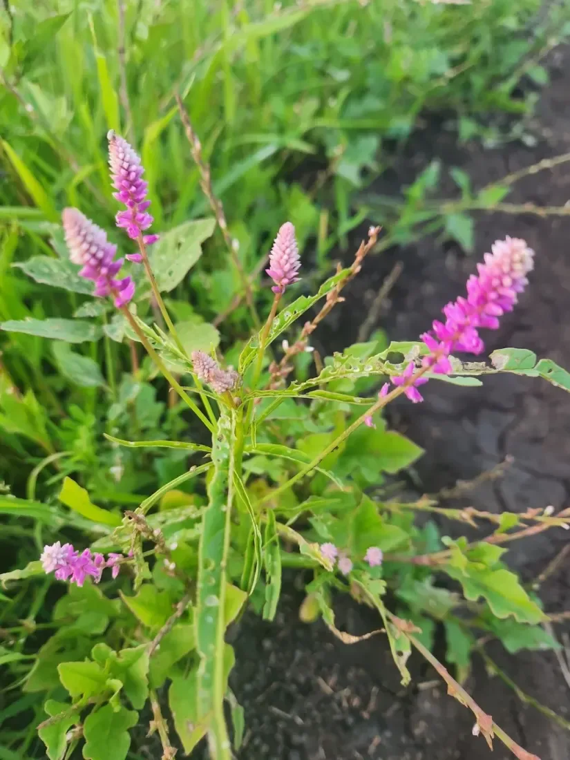 કણજરો (Digera muricata)