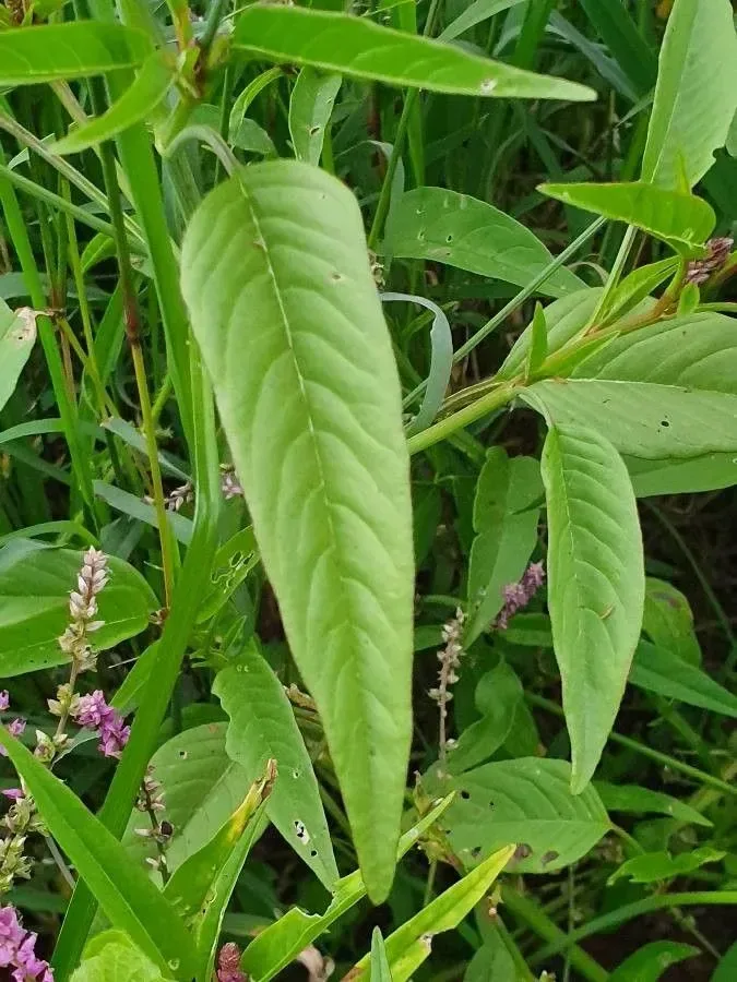 કણજરો (Digera muricata)