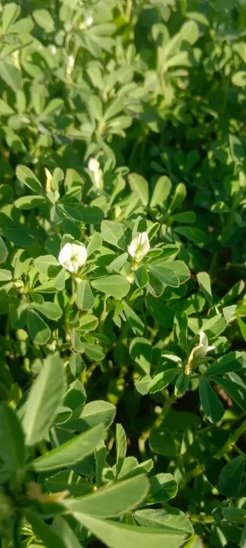 મેથી (Trigonella foenum-graecum)