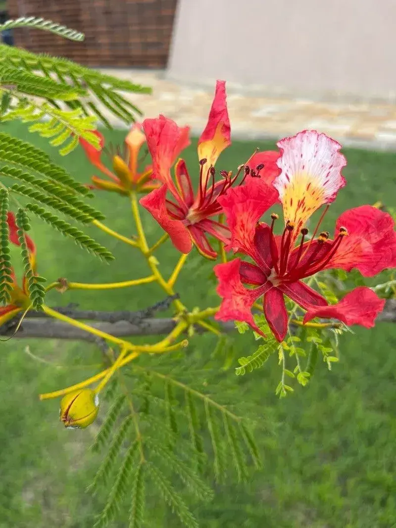 ગુલમોહર (Delonix regia)