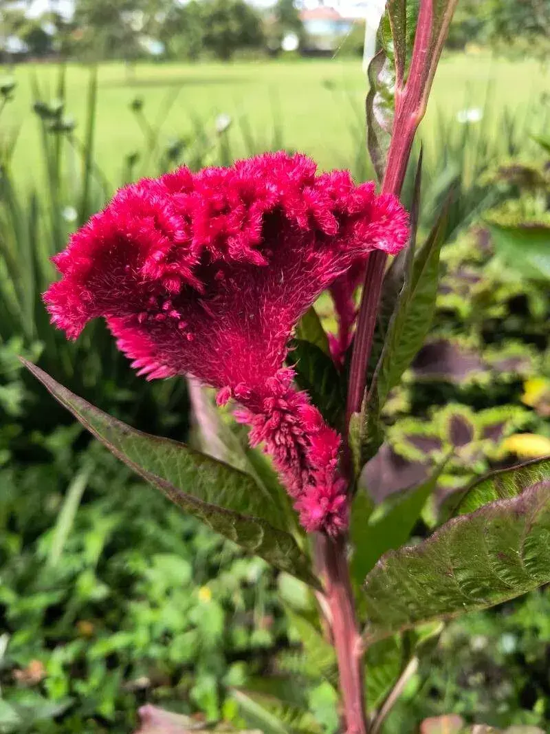 મખમલી (Celosia cristata)