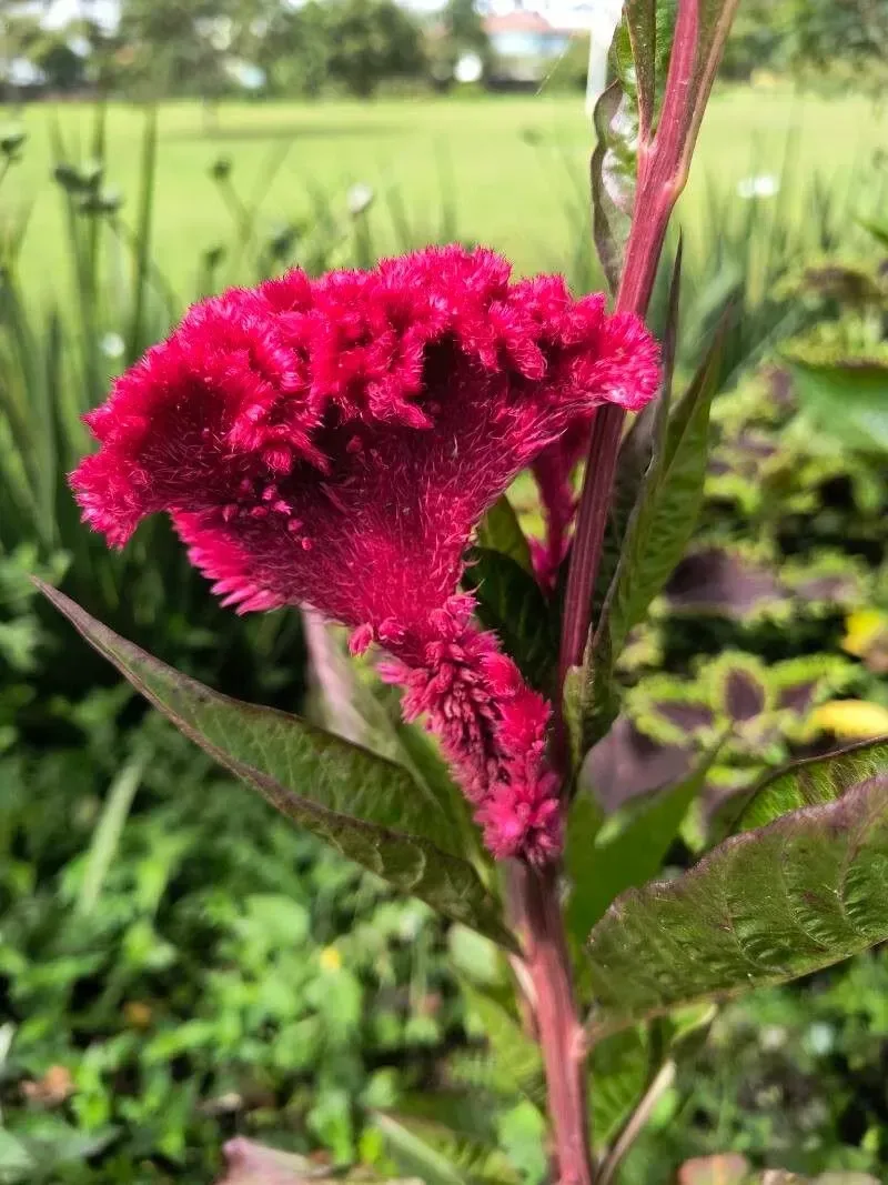 મખમલી (Celosia cristata)