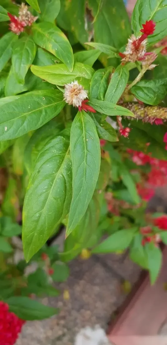 મખમલી (Celosia cristata)