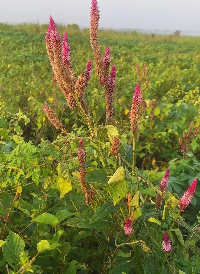 મખમલી (Celosia cristata)