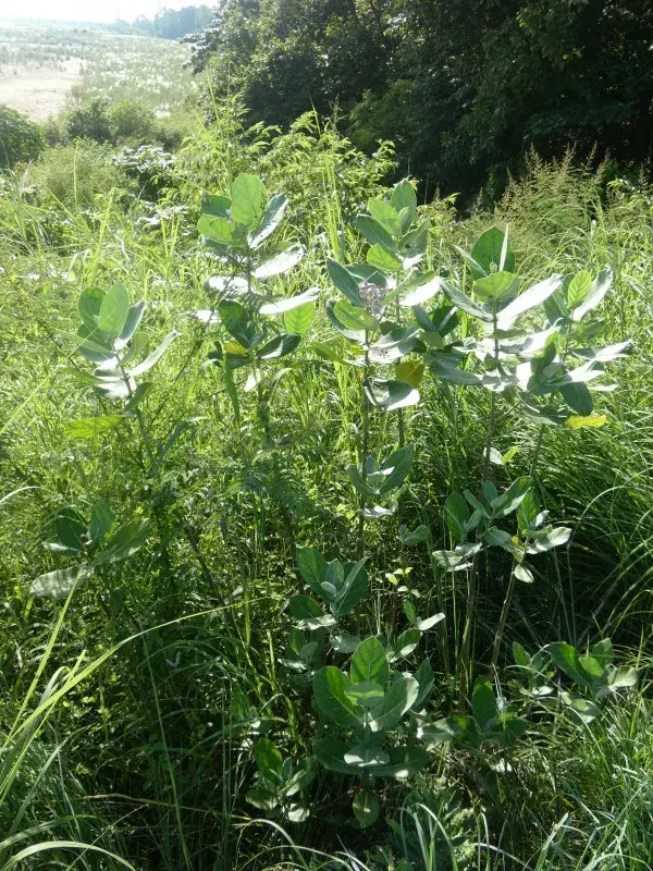 આંકડો (Calotropis gigantea)