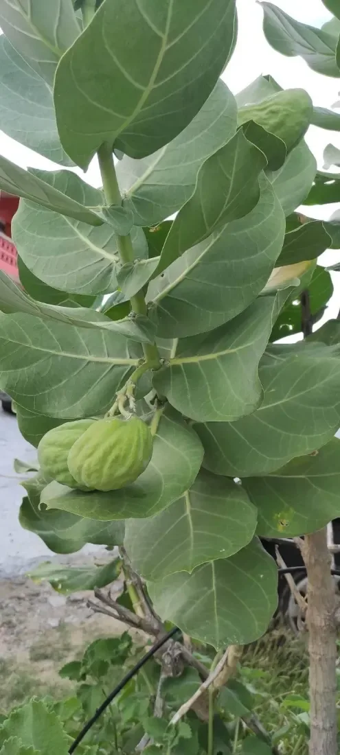 આંકડો (Calotropis gigantea)