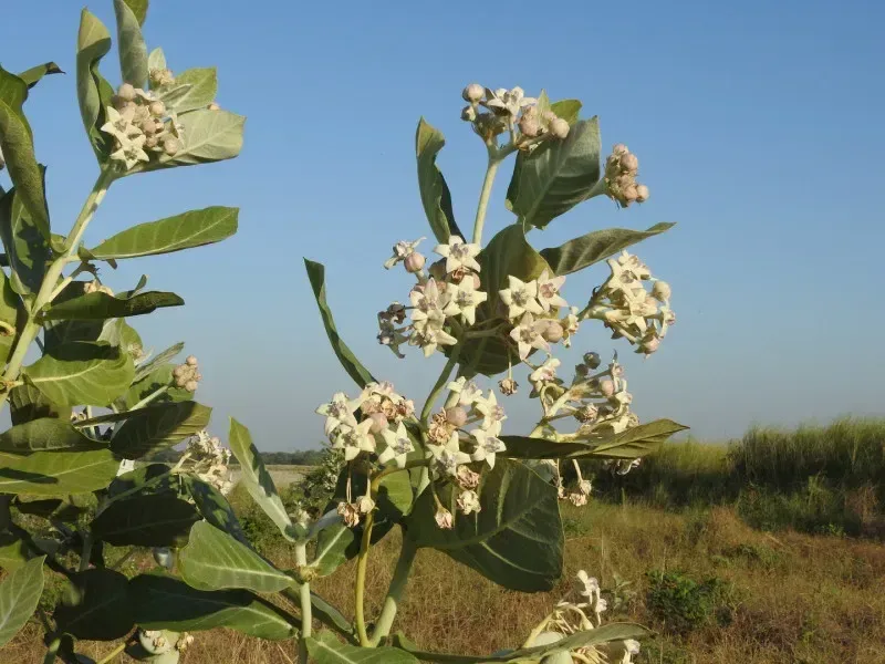 આંકડો (Calotropis gigantea)