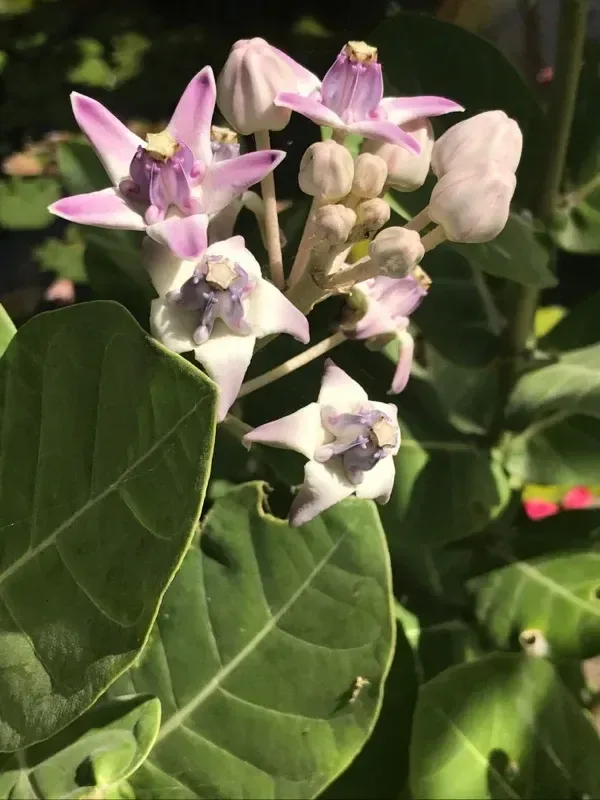 આંકડો (Calotropis gigantea)