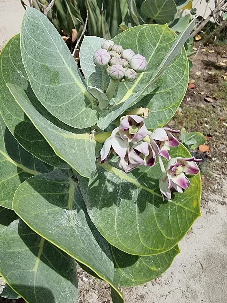 આંકડો (Calotropis gigantea)