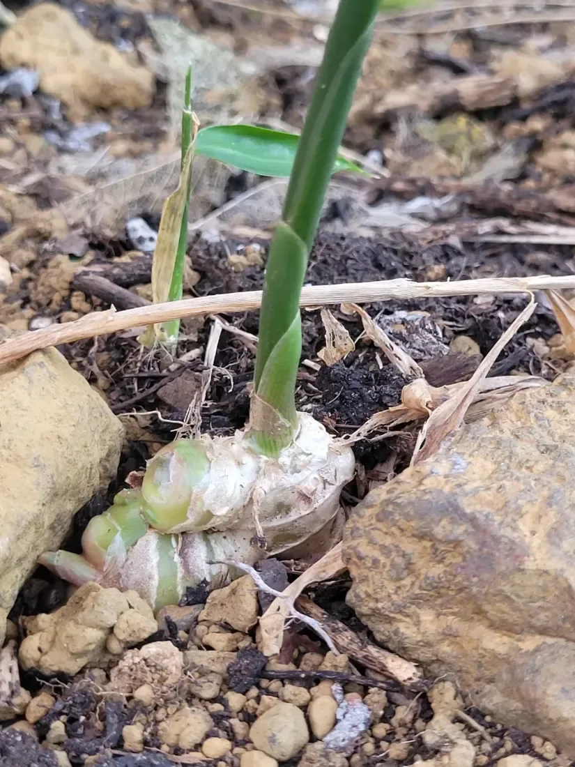 આદુ (Zingiber officinale)