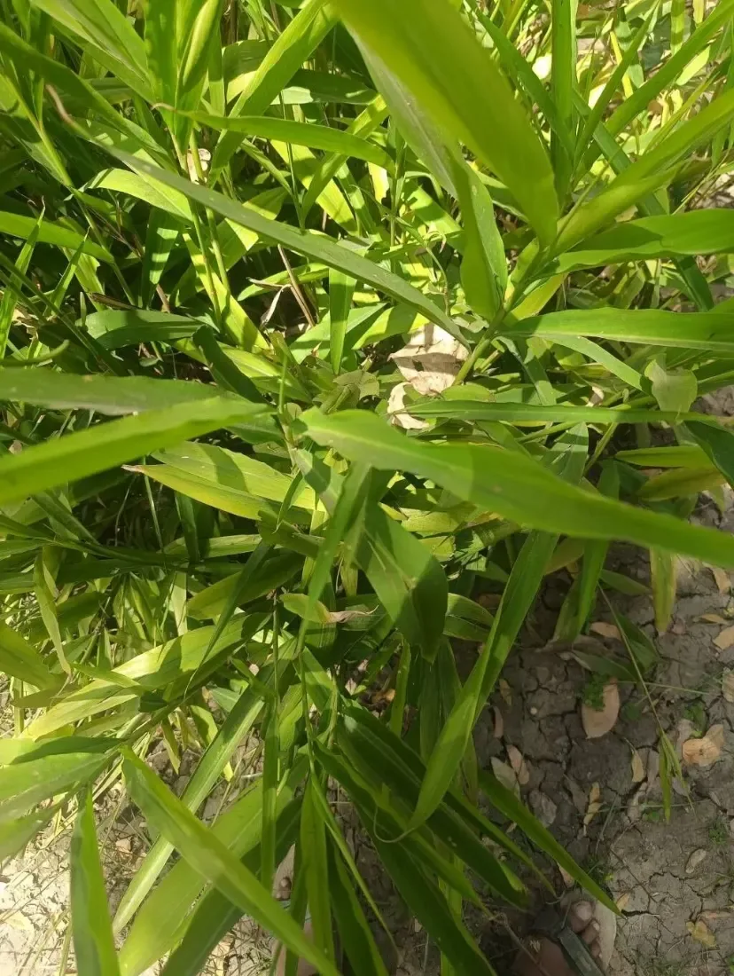આદુ (Zingiber officinale)