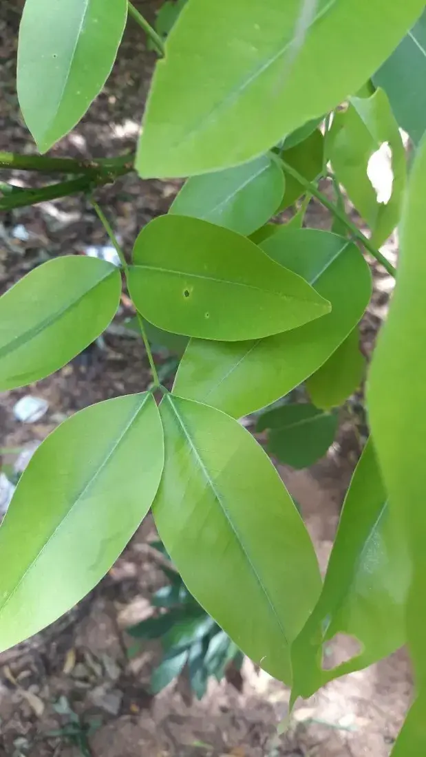 ગરમાળો (Cassia fistula)