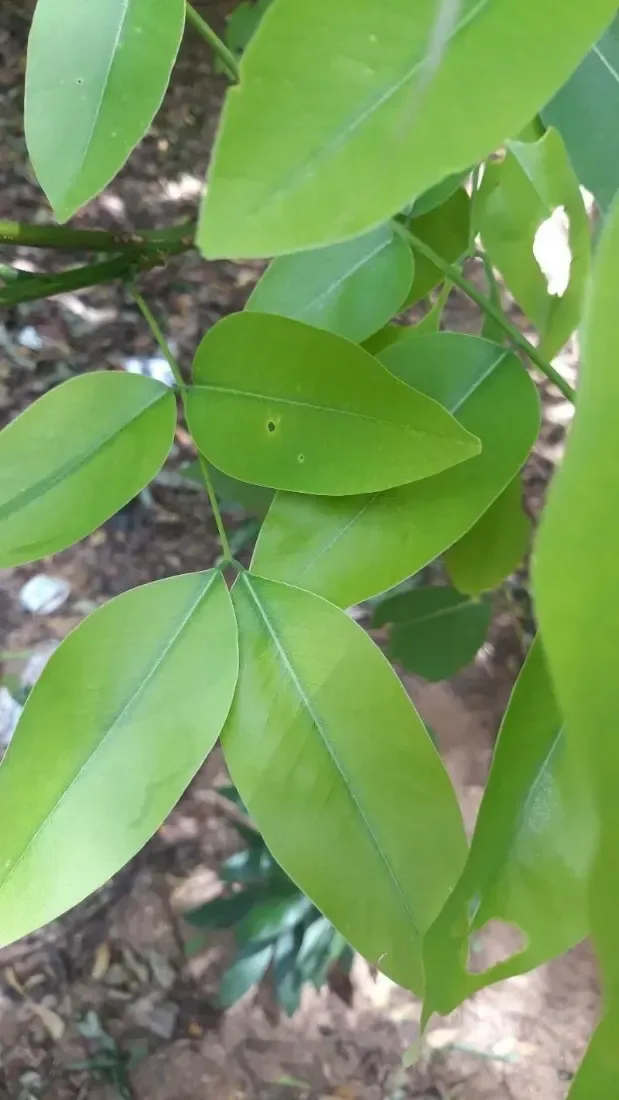 ગરમાળો (Cassia fistula)