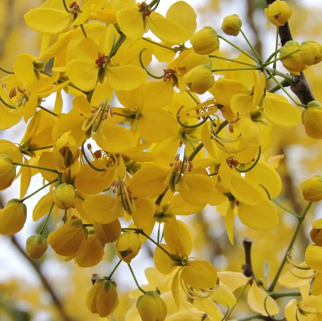 ગરમાળો (Cassia fistula)