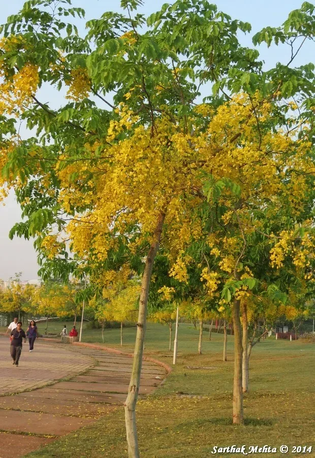 ગરમાળો (Cassia fistula)
