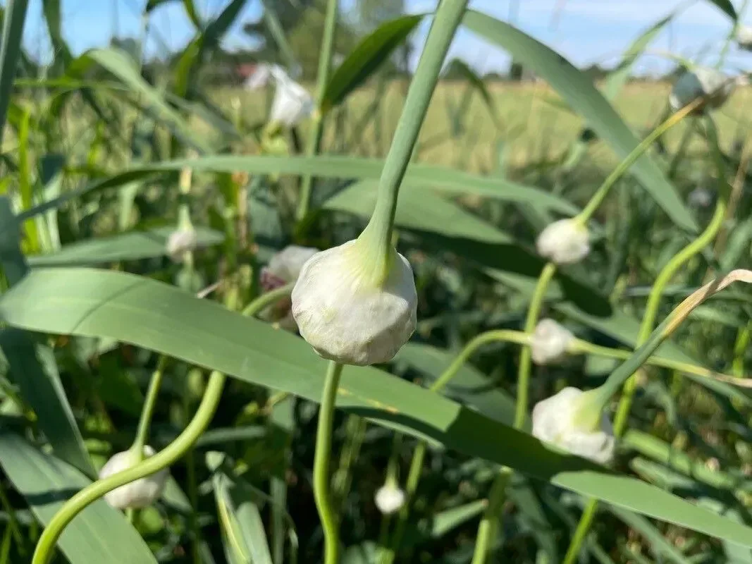 લીલું લસણ (Allium sativum)