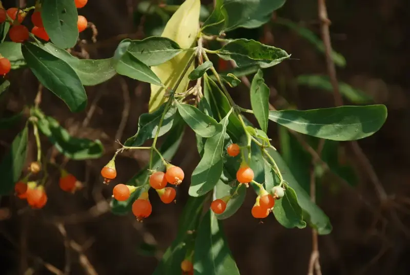 ગુંદી (Cordia sinensis)