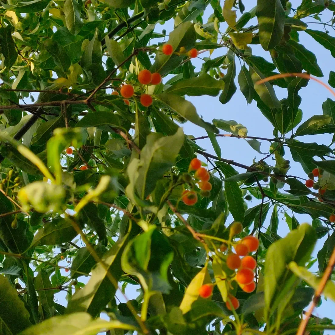 ગુંદી (Cordia sinensis)