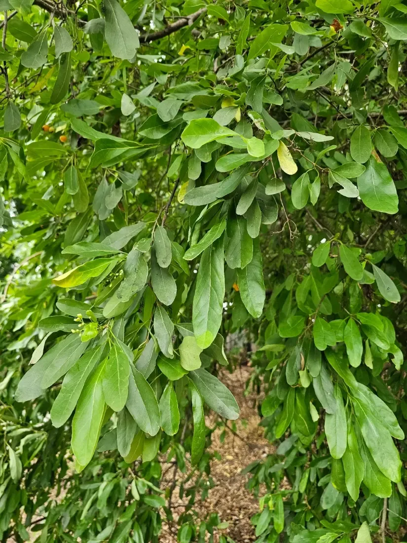 ગુંદી (Cordia sinensis)