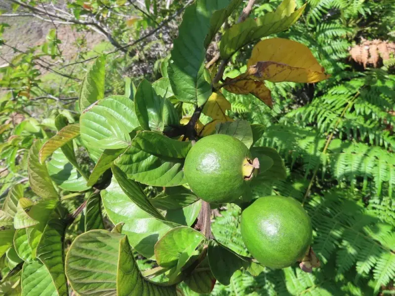 જામફળ (Psidium guajava)