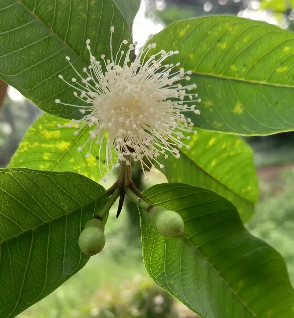 જામફળ (Psidium guajava)