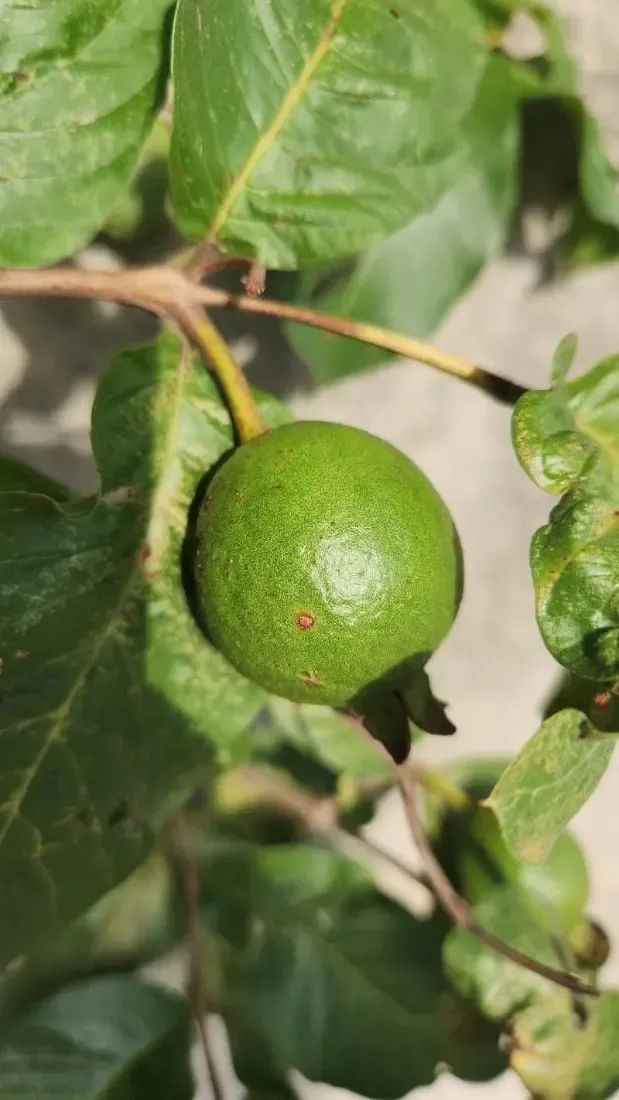જામફળ (Psidium guajava)