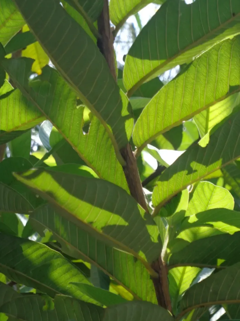 જામફળ (Psidium guajava)