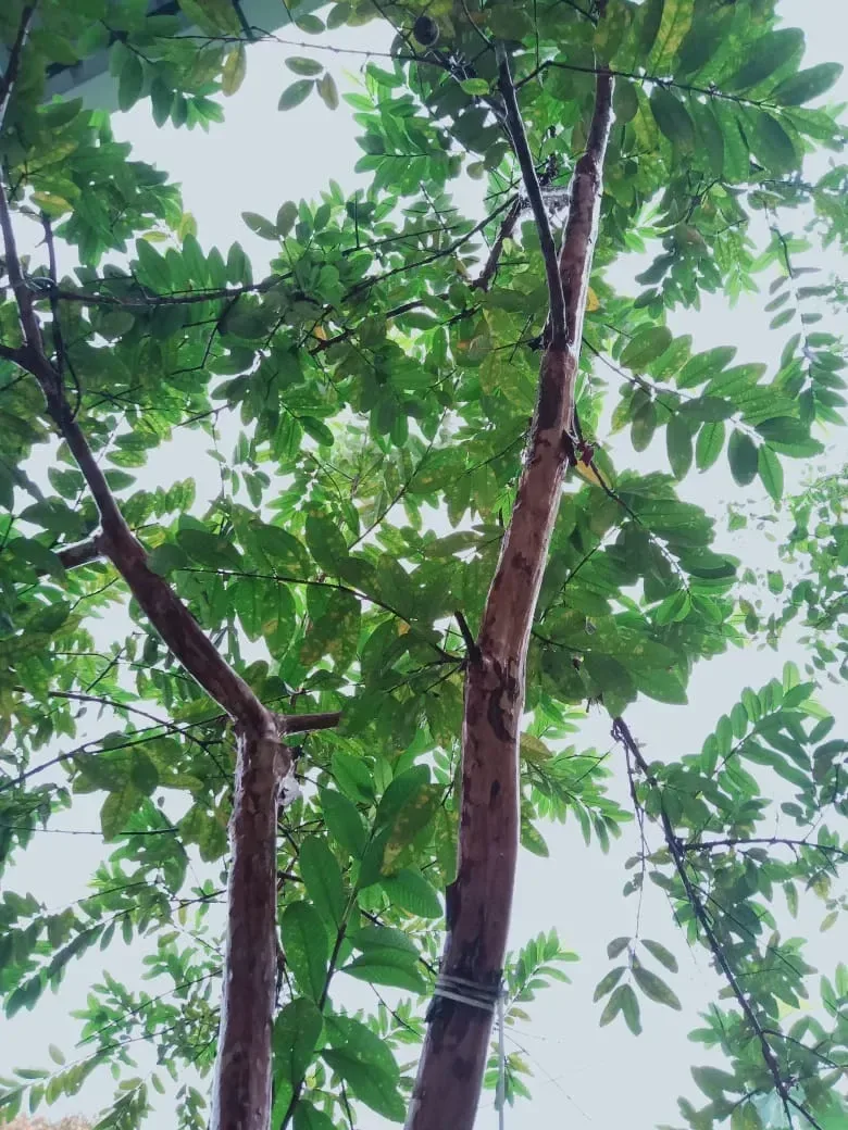 જામફળ (Psidium guajava)