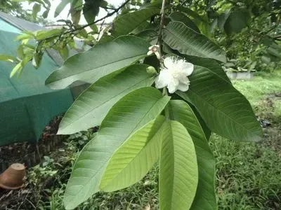 જામફળ (Psidium guajava)