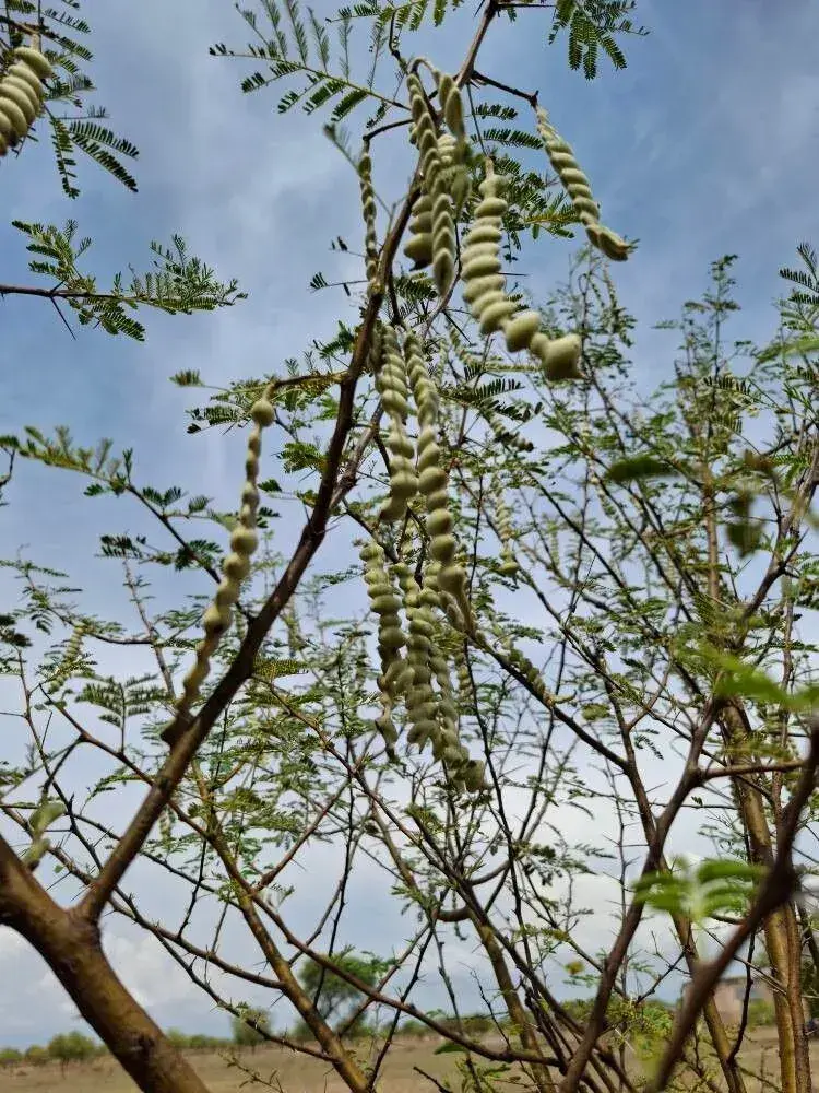 બાવળ (Acacia nilotica)