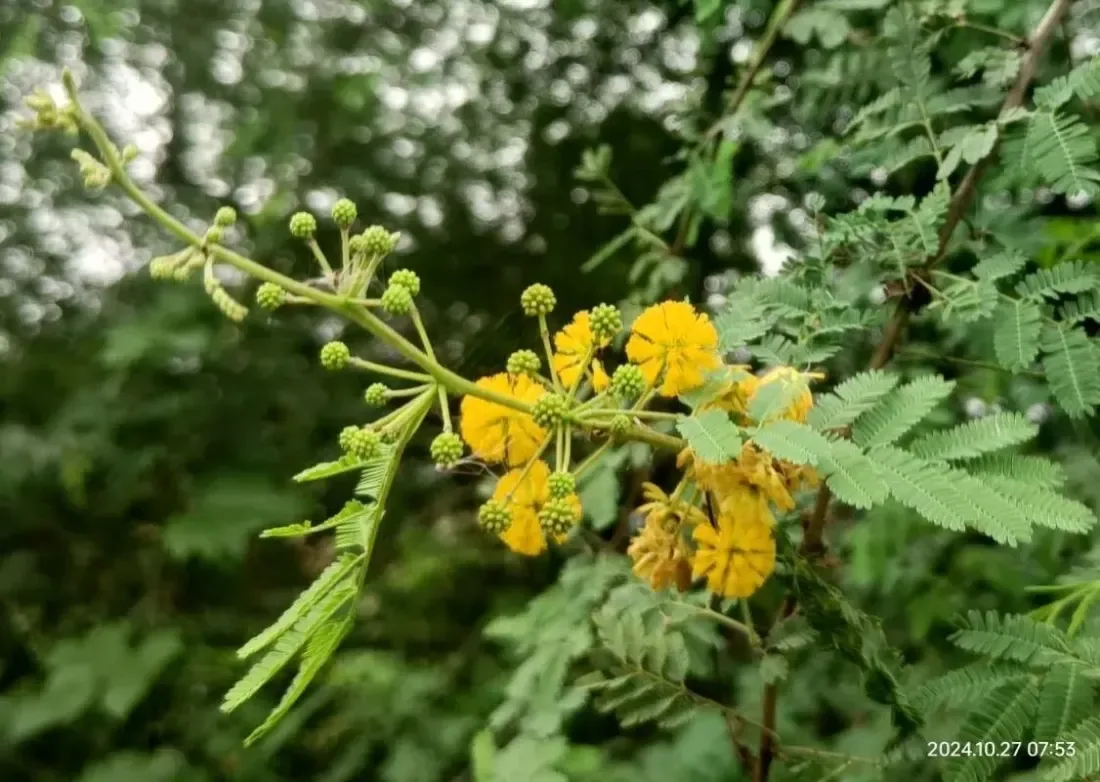 બાવળ (Acacia nilotica)