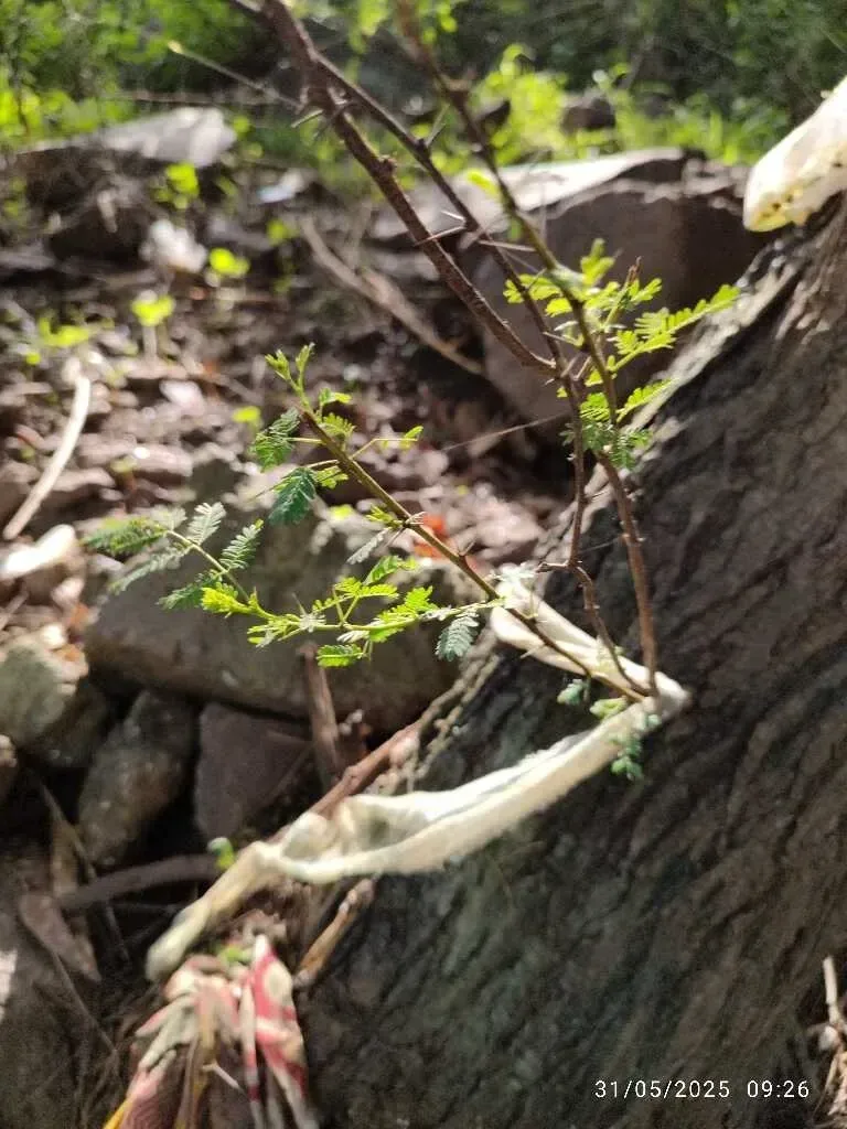 બાવળ (Acacia nilotica)