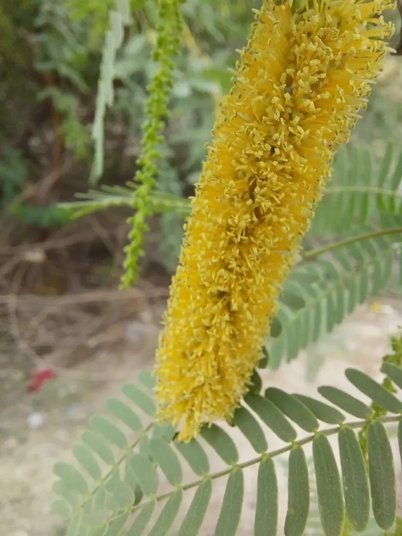 બાવળ (Acacia nilotica)