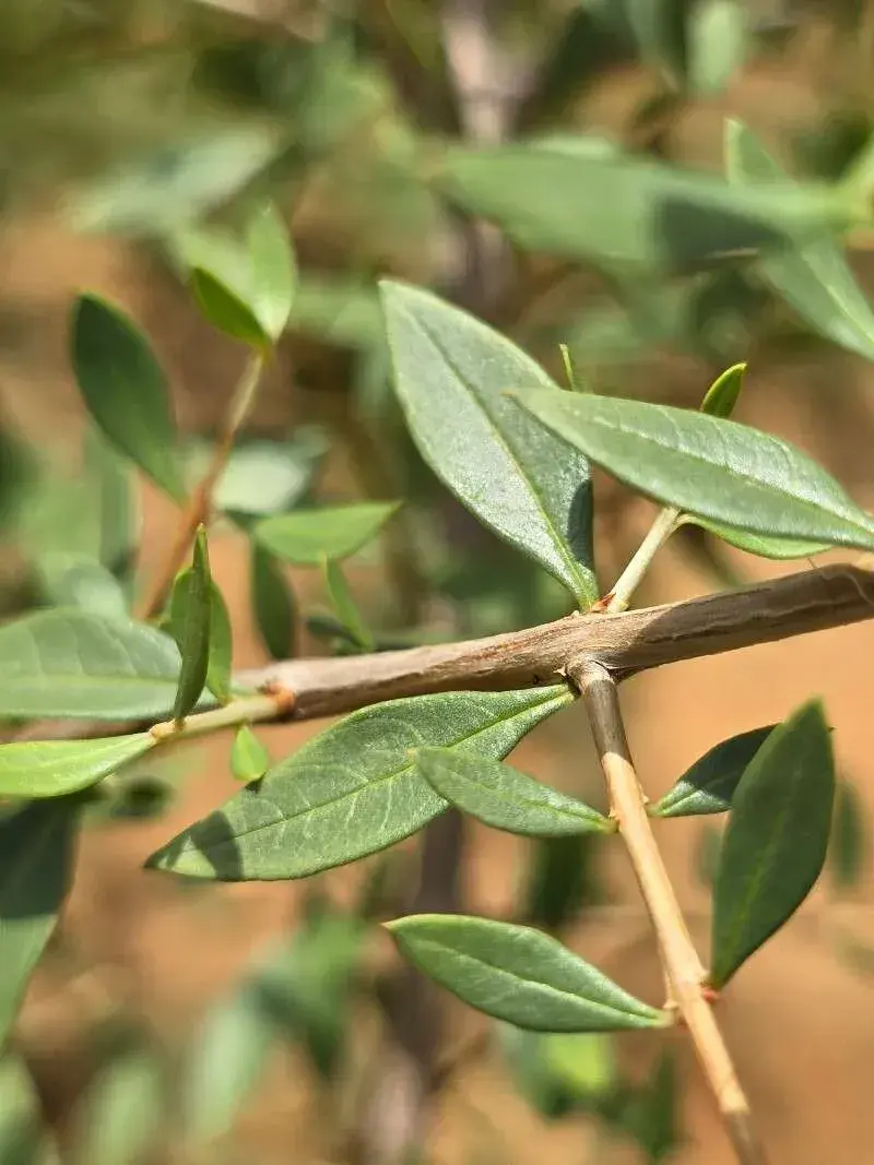 દેશી મેંદી (Lawsonia inermis)