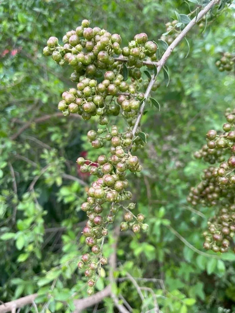 દેશી મેંદી (Lawsonia inermis)