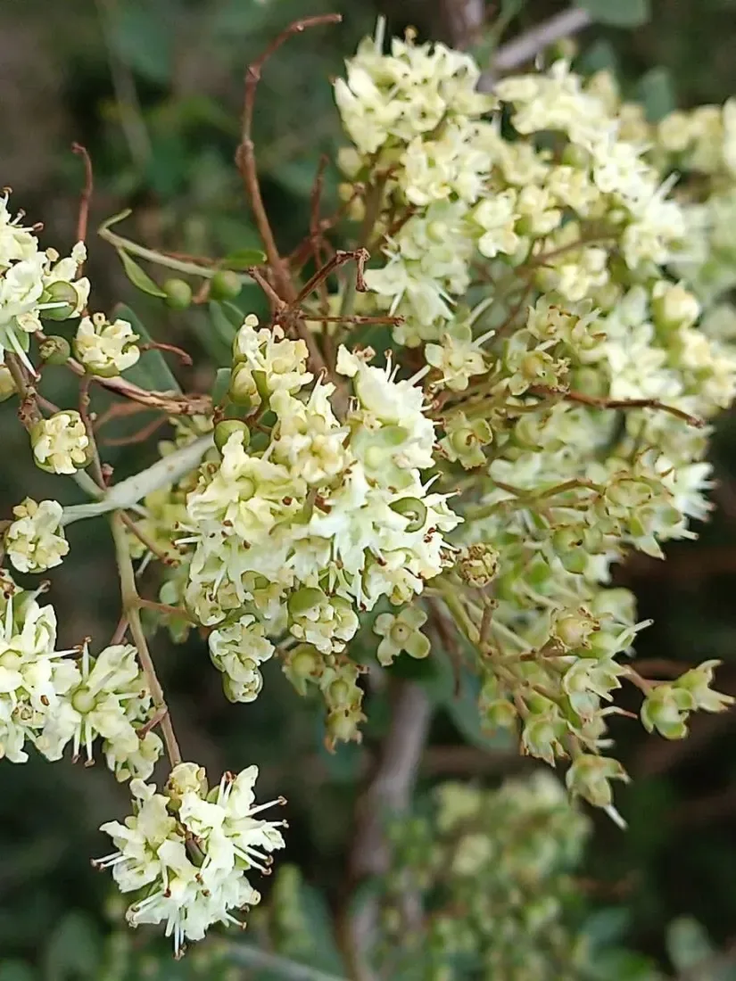 દેશી મેંદી (Lawsonia inermis)